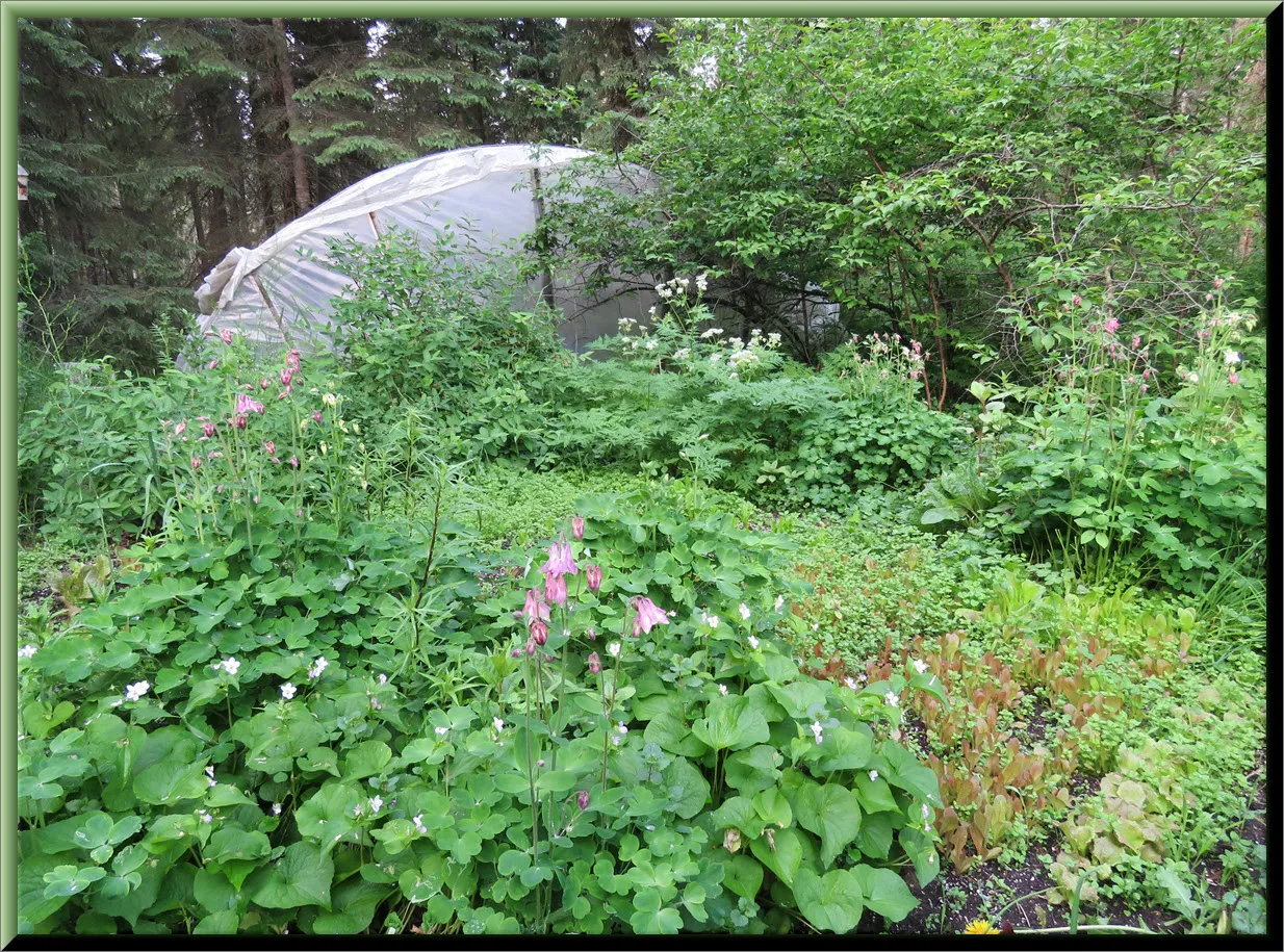 overview of greens garden outside hoop house columbines violets sweet cicely in bloom.JPG