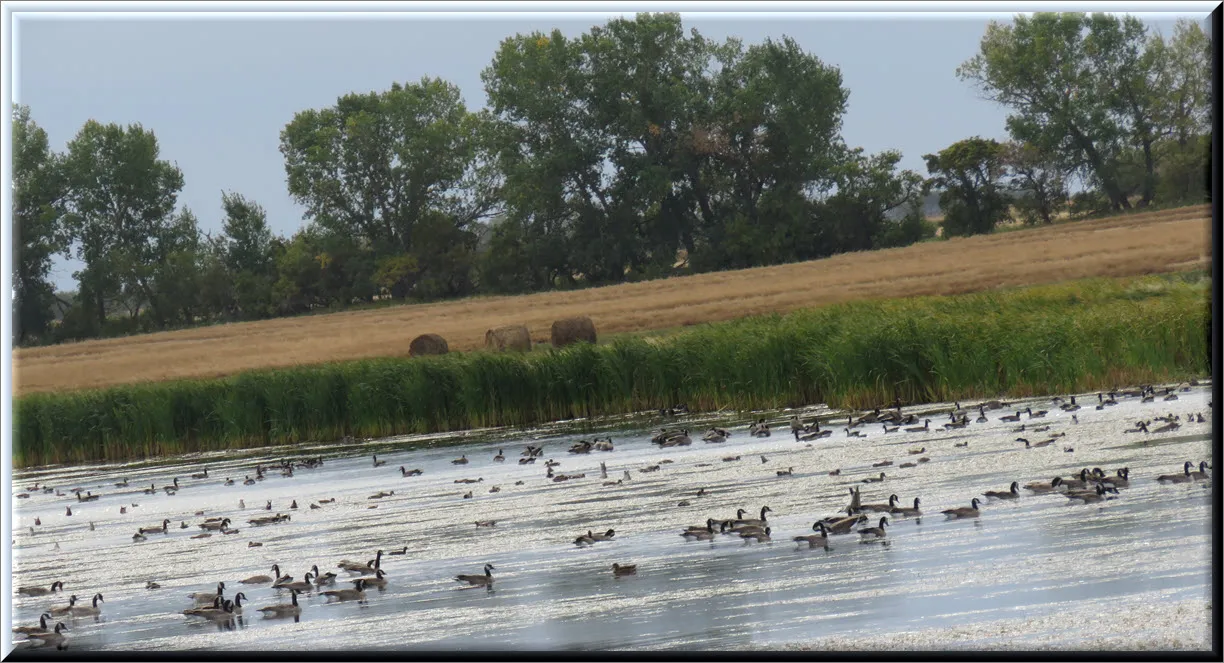 closer view massive amounts of geese and ducks on pond by field with 3 round bales.JPG