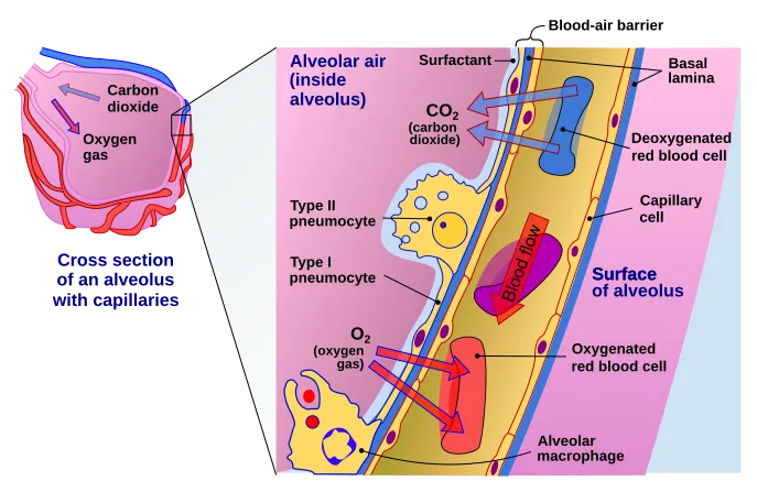 687px-Cross_section_of_an_alveolus_and_capillaries_showing_diffusion_of_gases.svg.png