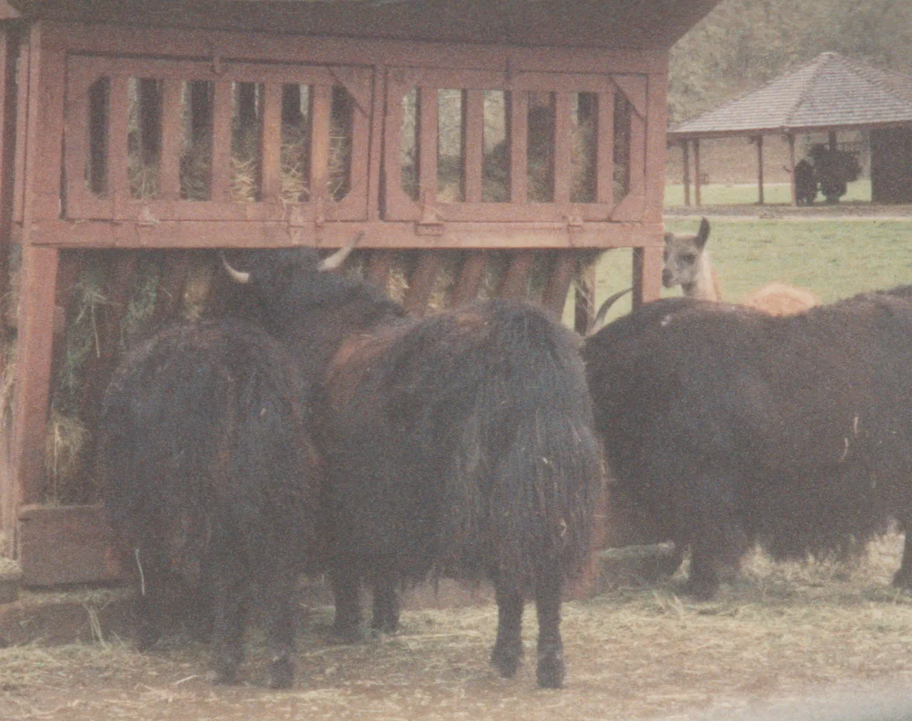 1992-12-26 - Saturday - Wildlife Safari Trip, Marilyn, Crystal-13.png