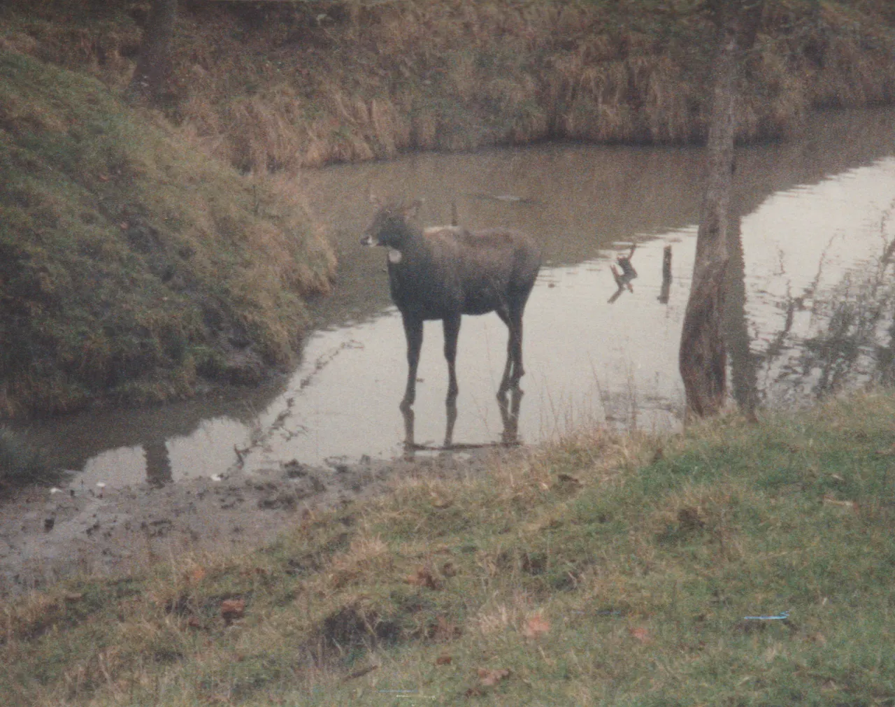 1992-12-26 - Saturday - Wildlife Safari Trip, Marilyn, Crystal-14.png