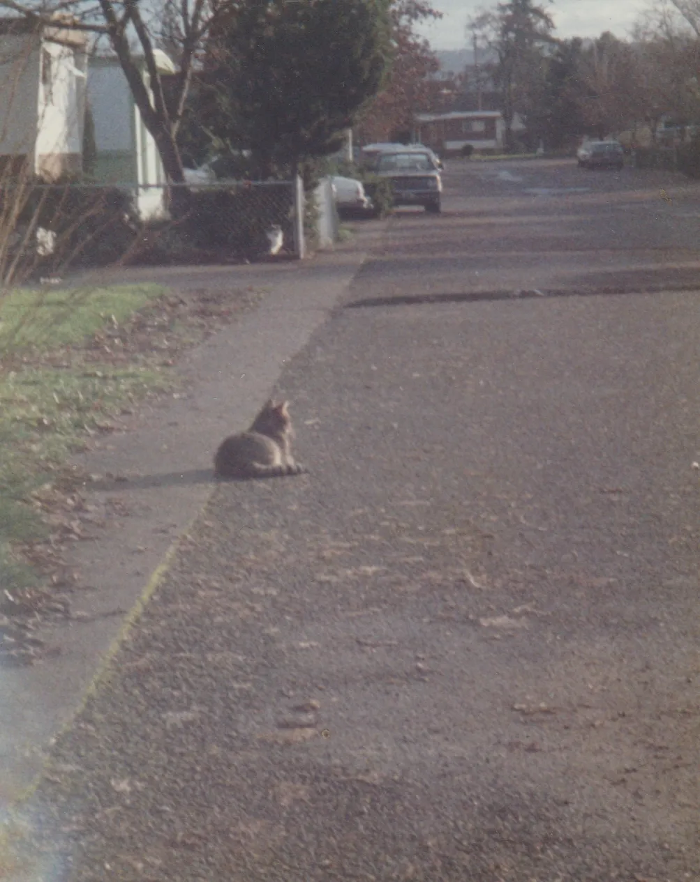 1990's maybe - a cat - our street and towards the mailboxes.jpg