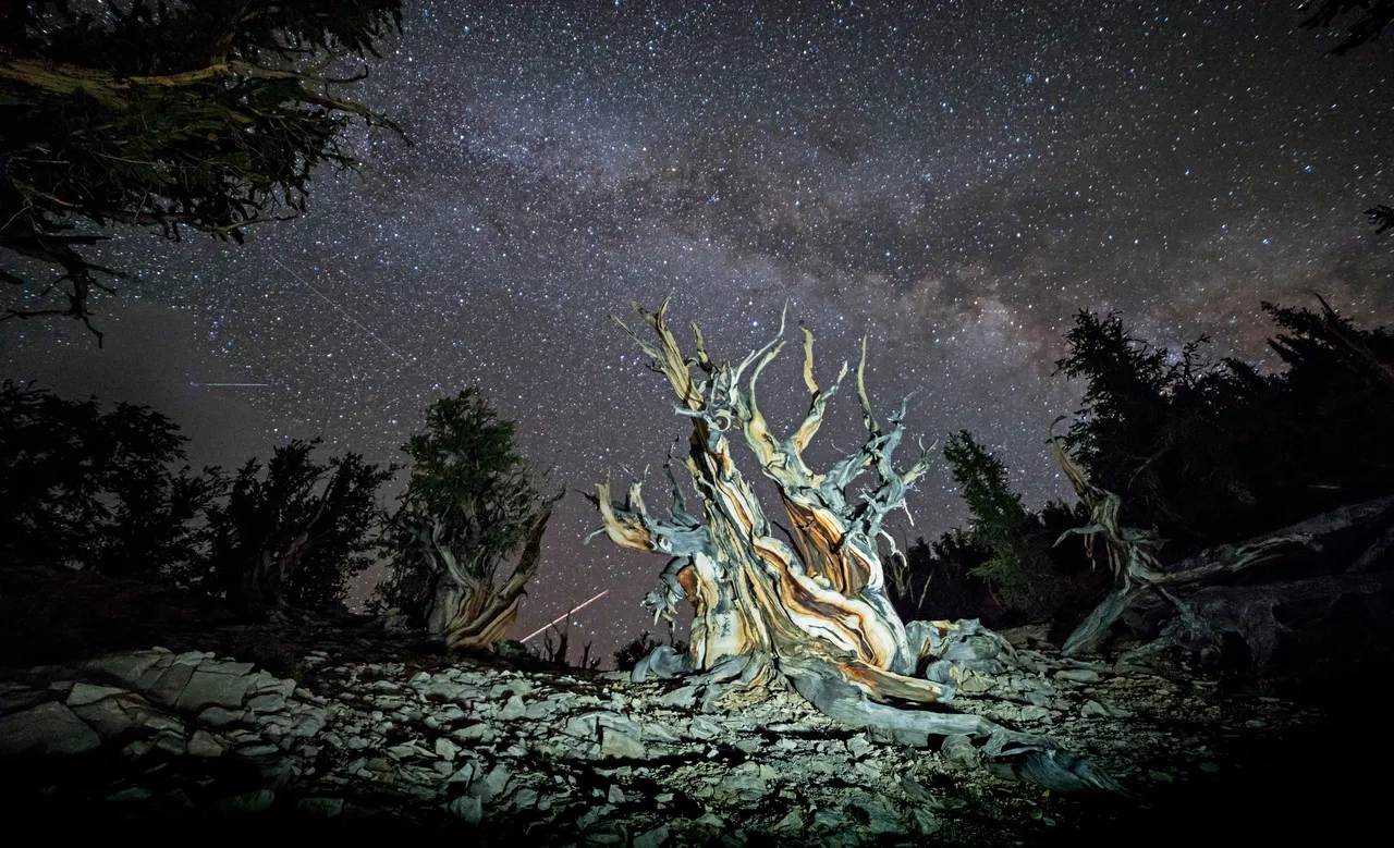 LightPainting-Gunnar-Heilmann_USA-California-tree-stars-Milkyway-Bristlecone-pine.jpg