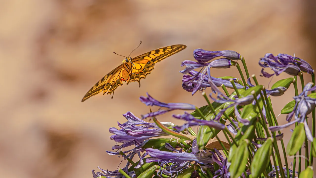 Photo by Birger Strahl on Unsplash