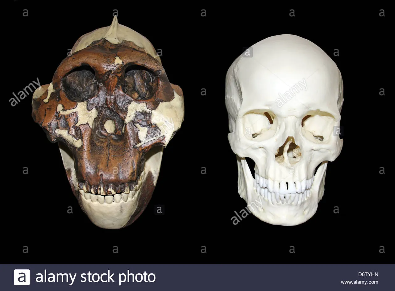 nucifraga-columbiana-homem-australopithecus-boisei-vs-homo-sapiens-cranio-d6tyhn.jpg