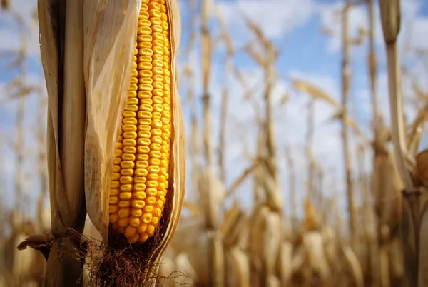 Corn note. Кукуруза. Урожай кукурузы. Кукуруза текстура. Сорта кукурузы.