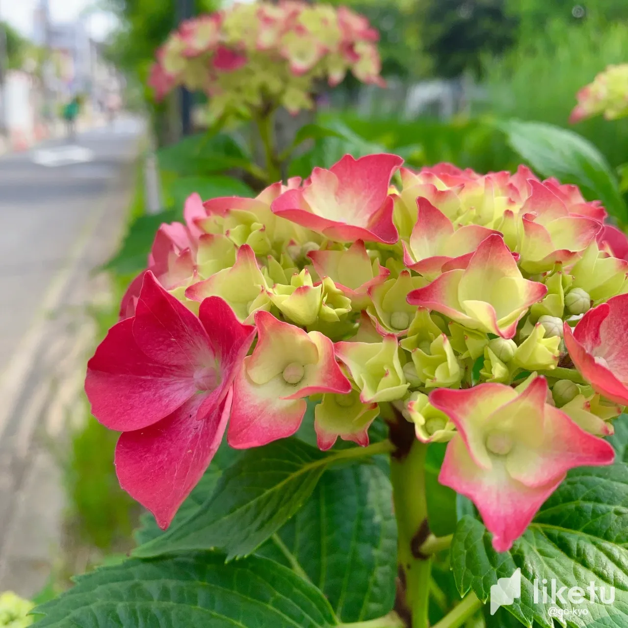 clhyhje08014h22sz20261n3k_IMG-6493.webp