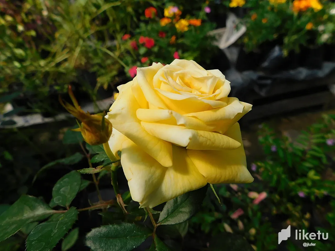 clabkoopx019z0imjbdqyh8ma_DSCN0585.webp