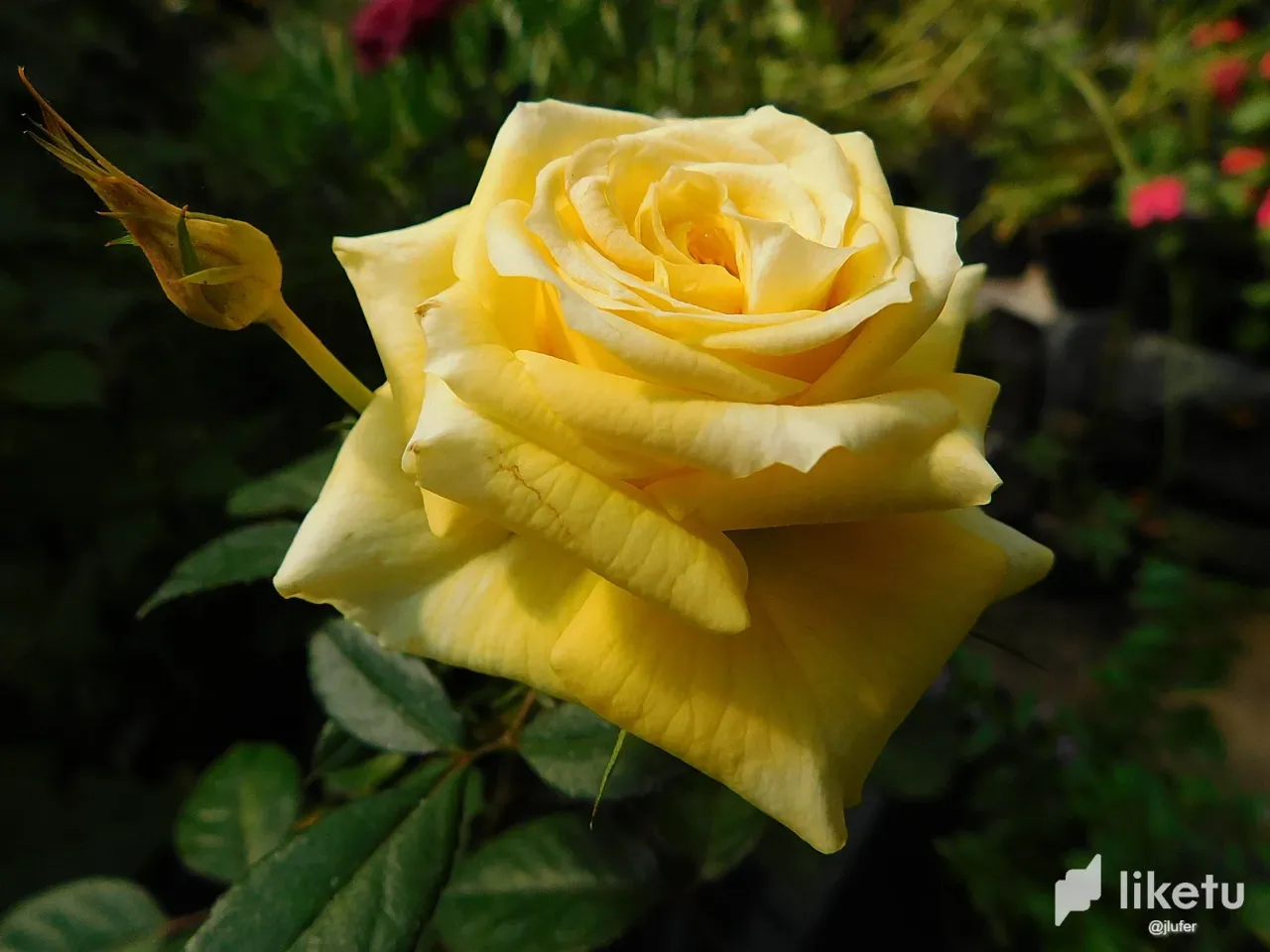 clabkoxuh018j0xmjc7m1ftuz_DSCN0586.webp