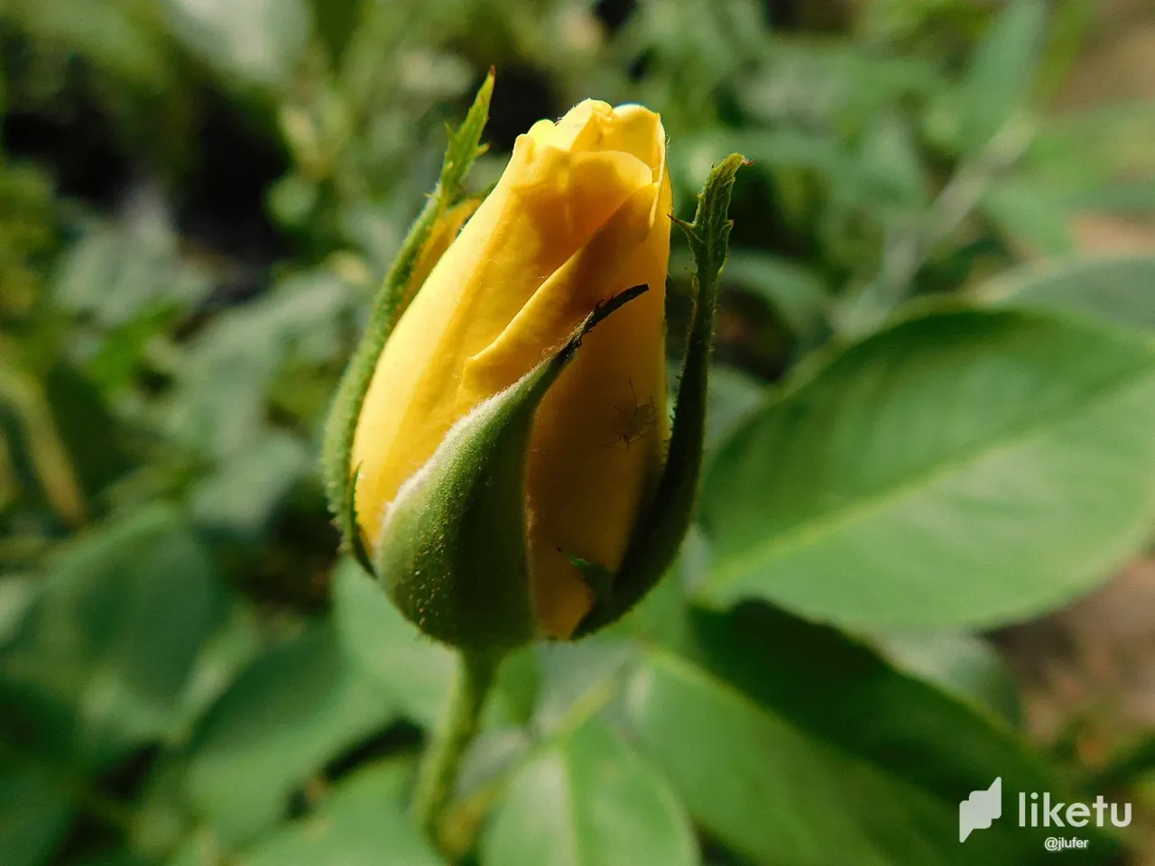 clabkphea01a12cmjg34x51tz_DSCN0596.webp