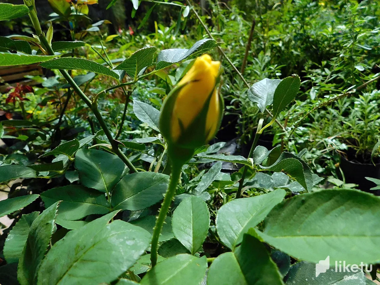 clabkpkft018m0pmjhi8gc2ea_DSCN0597.webp