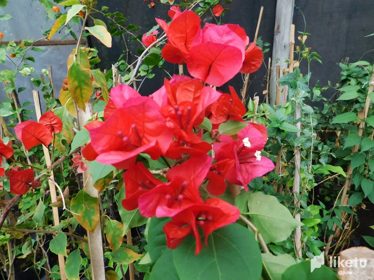clmdkauip01rj6uszdyn2gh1i_DSCN1025.webp