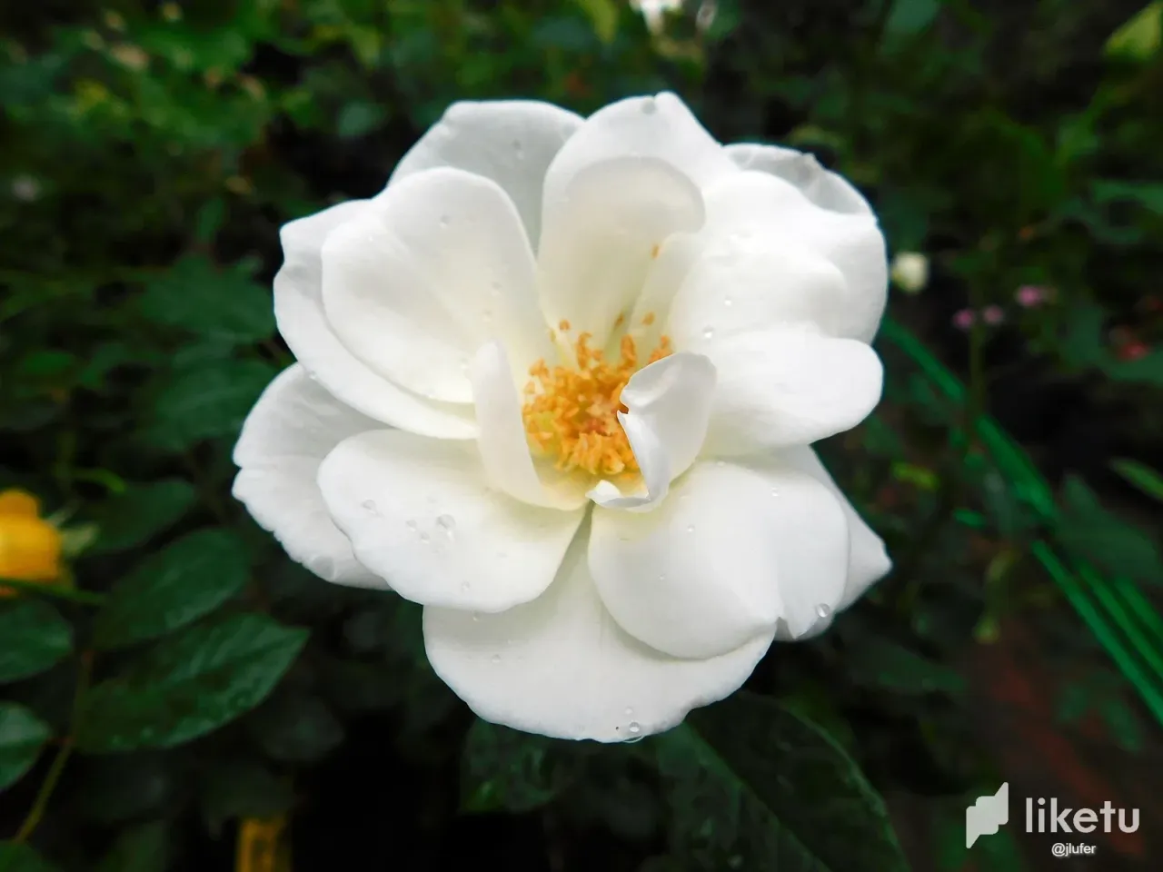 clo1kgvls06ym6uszdfmbg13x_DSCN1063.webp