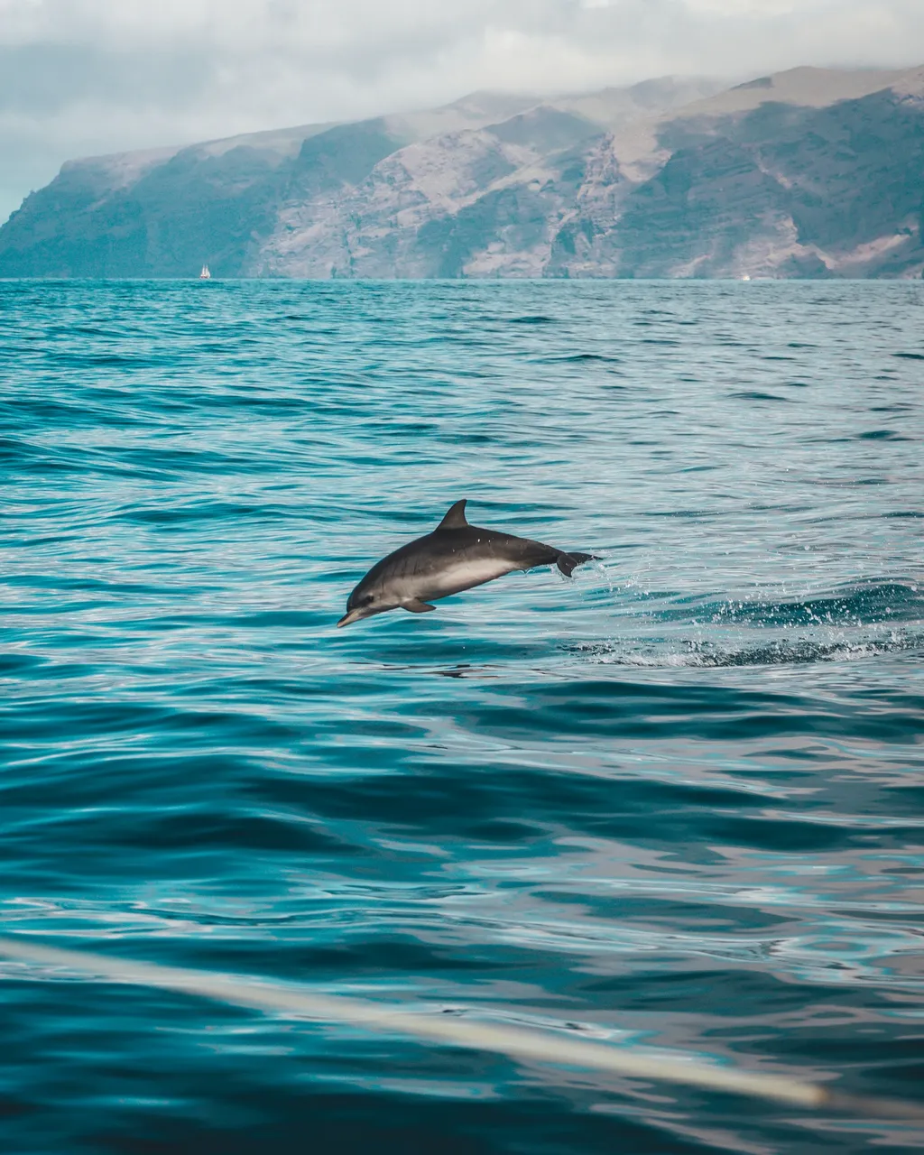 animal-atlantic-ocean-beach-1986374.jpg
