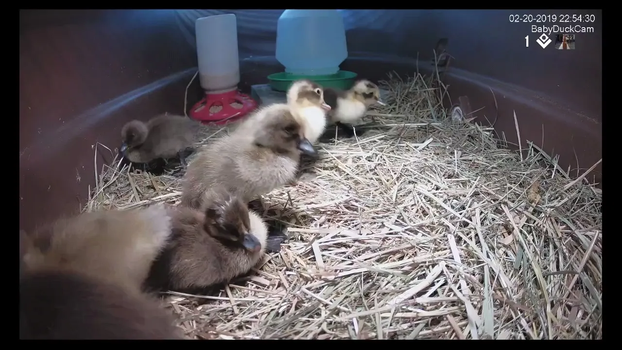 BabyDuckCamTake2_687769077607211458.jpg