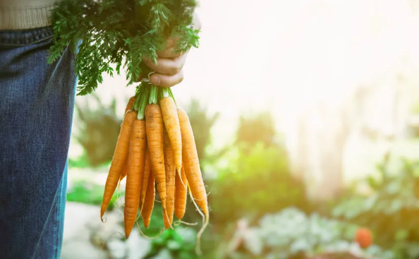 empezar-a-comer-alimentos-organicos.jpg