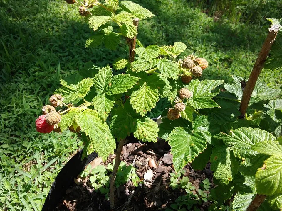 garden 5.30 first raspberries.jpg