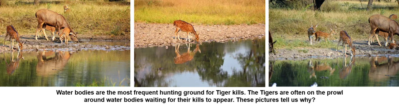 Water bodies and Tiger kill.png