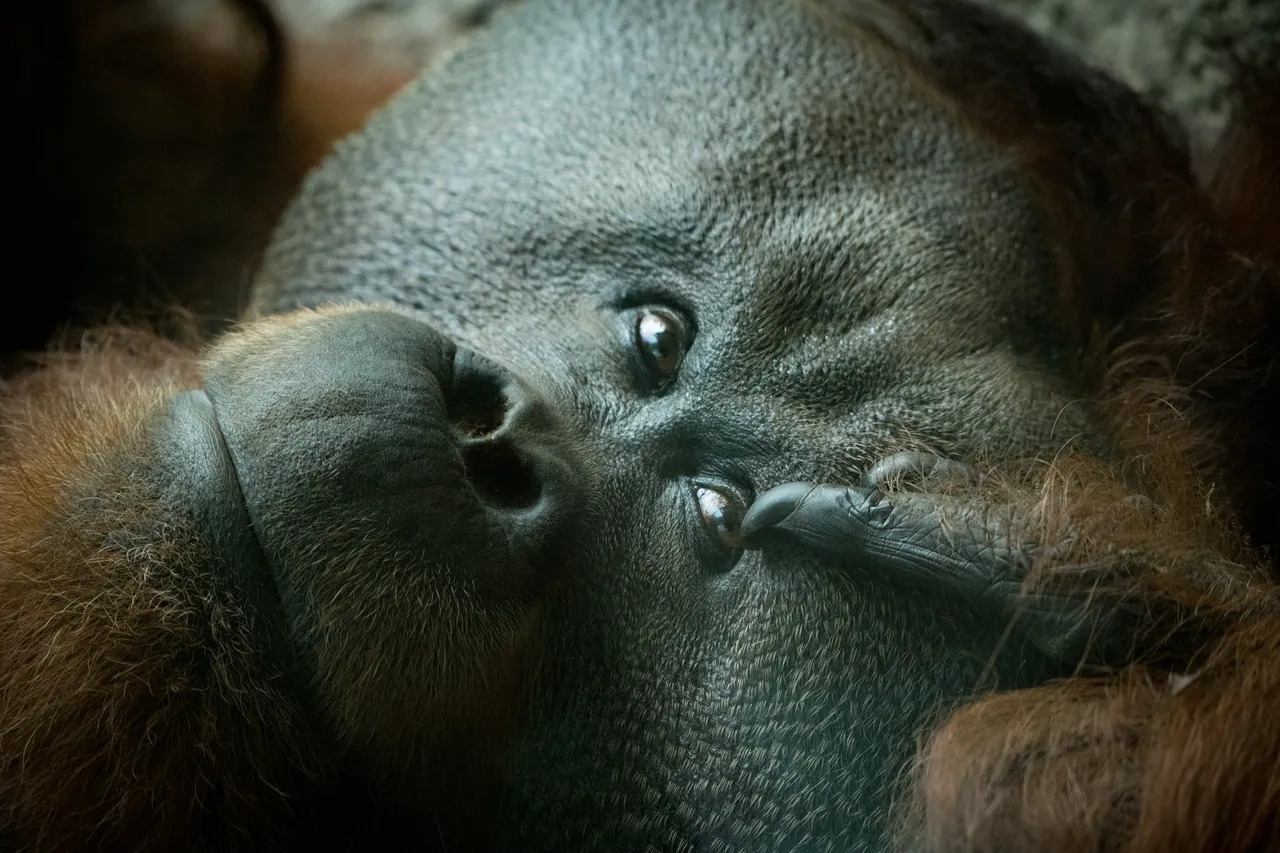 2018-06-29-HOUSTON_ZOO_Orangutans-5.jpg