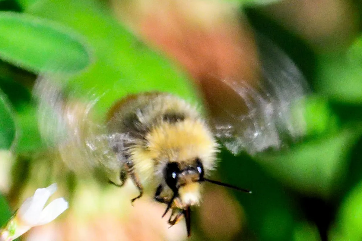 DSC_7745 enhanced cropped bee.jpg