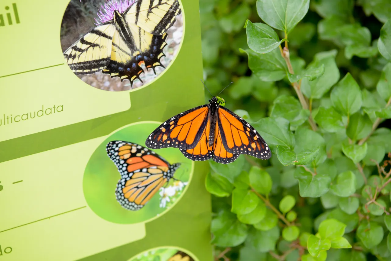 MikeBryantPhotography-butterfly-1-4.jpg