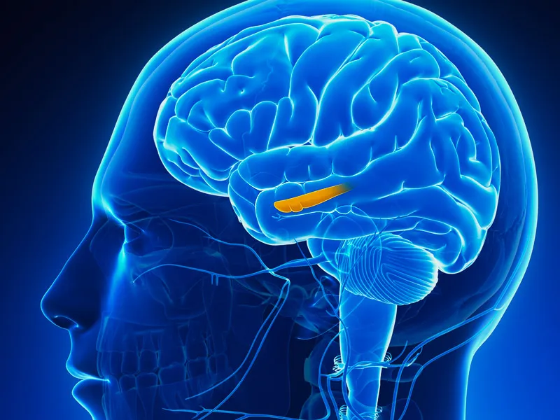 dt_140515_hippocampus_brain_800x600.jpg
