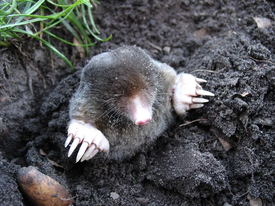 Molehills-Nature-Animals-Mole-13299.jpg