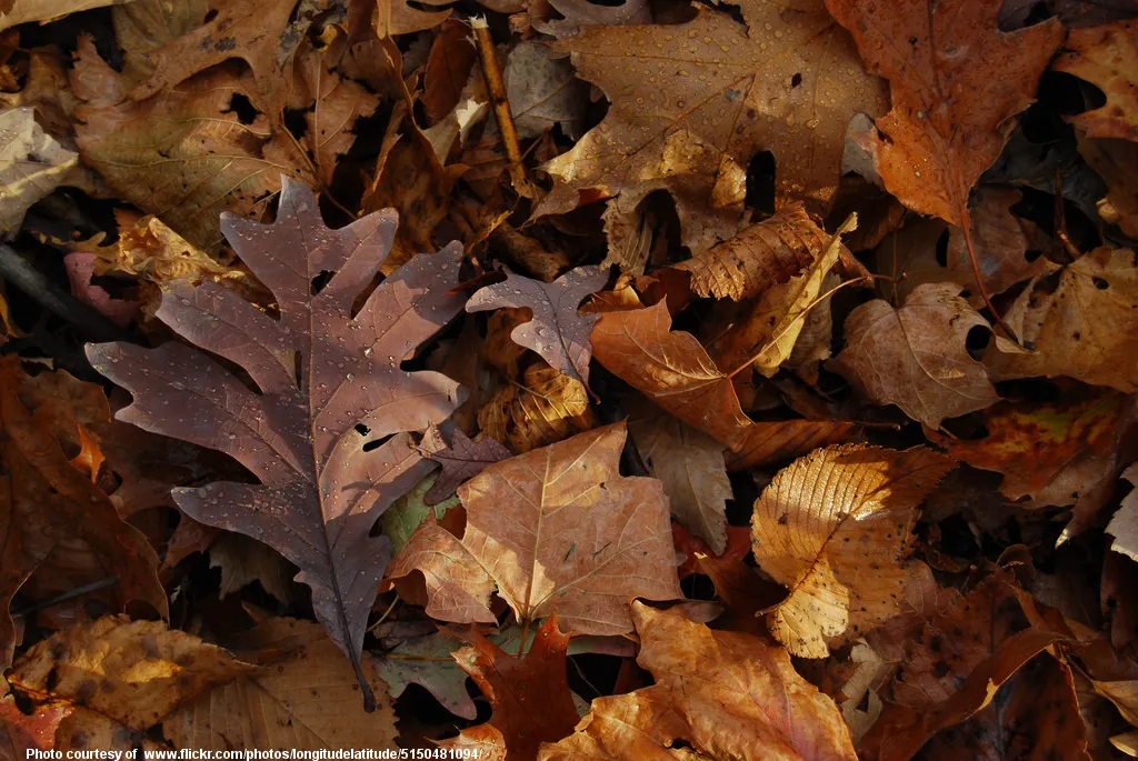 BrownAndRustAutumnLeaves-001-102118.jpg