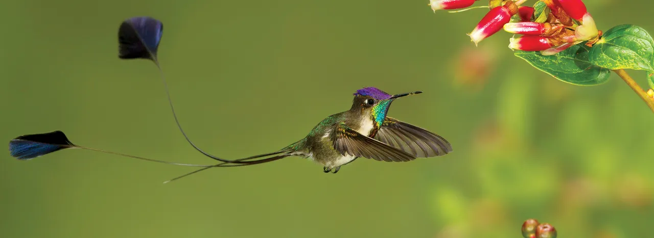 Marvelous-Spatuletail_Glenn-Bartley.jpg