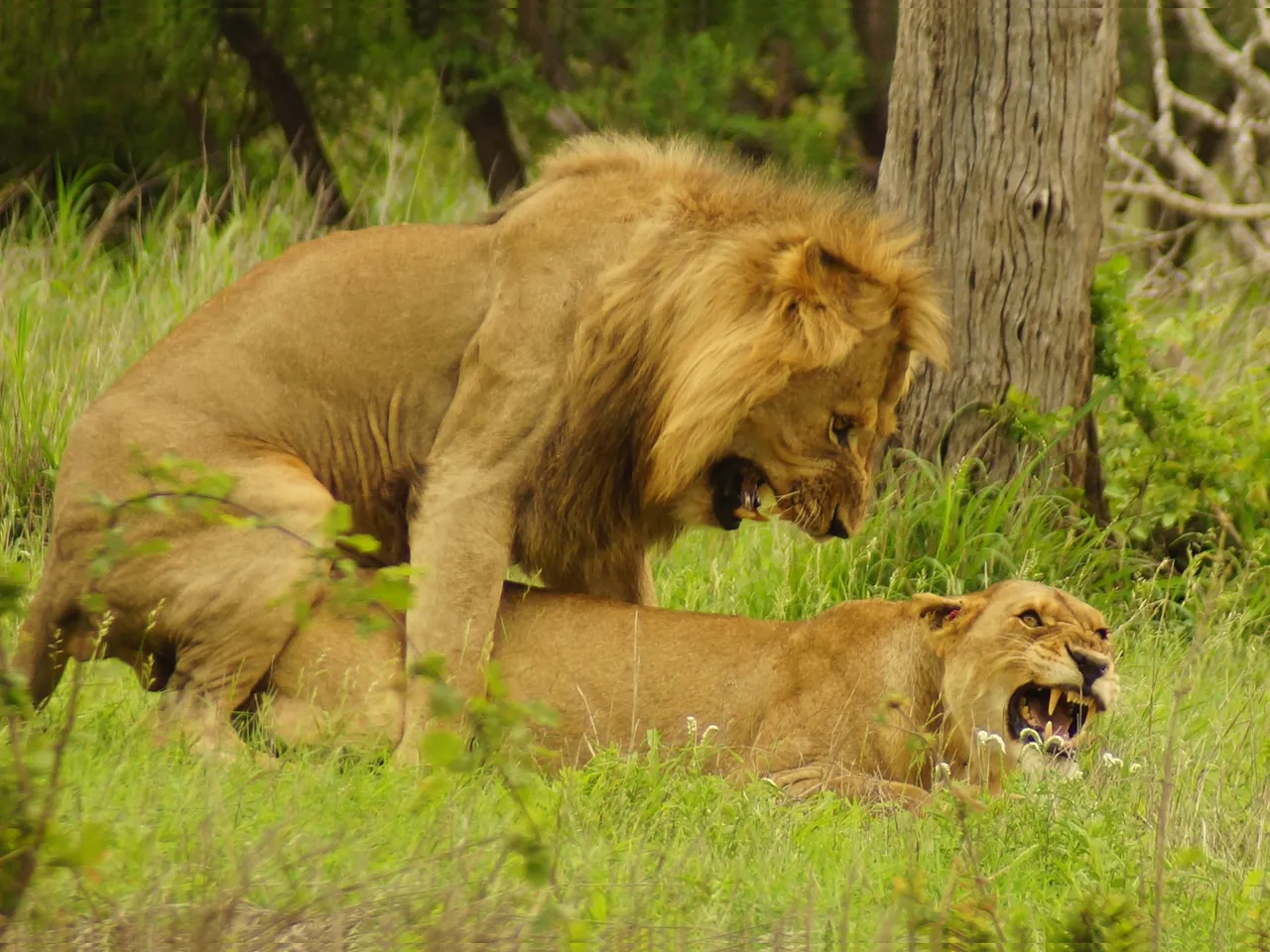 lion_love_youtube_thumbnails copy.jpg