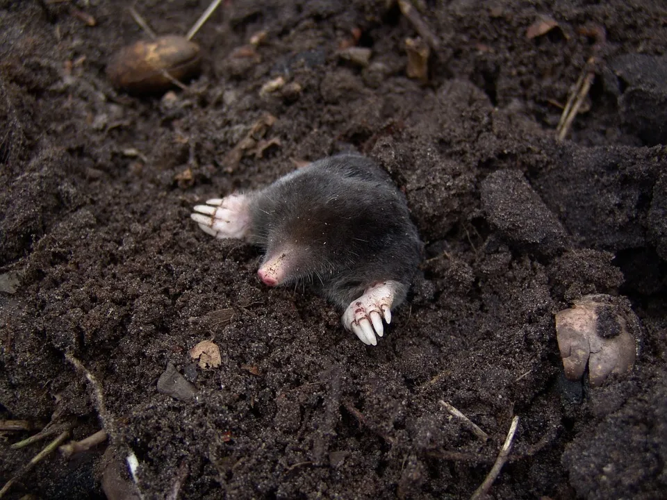 Molehills-Mole-Nature-Animals-13298.jpg