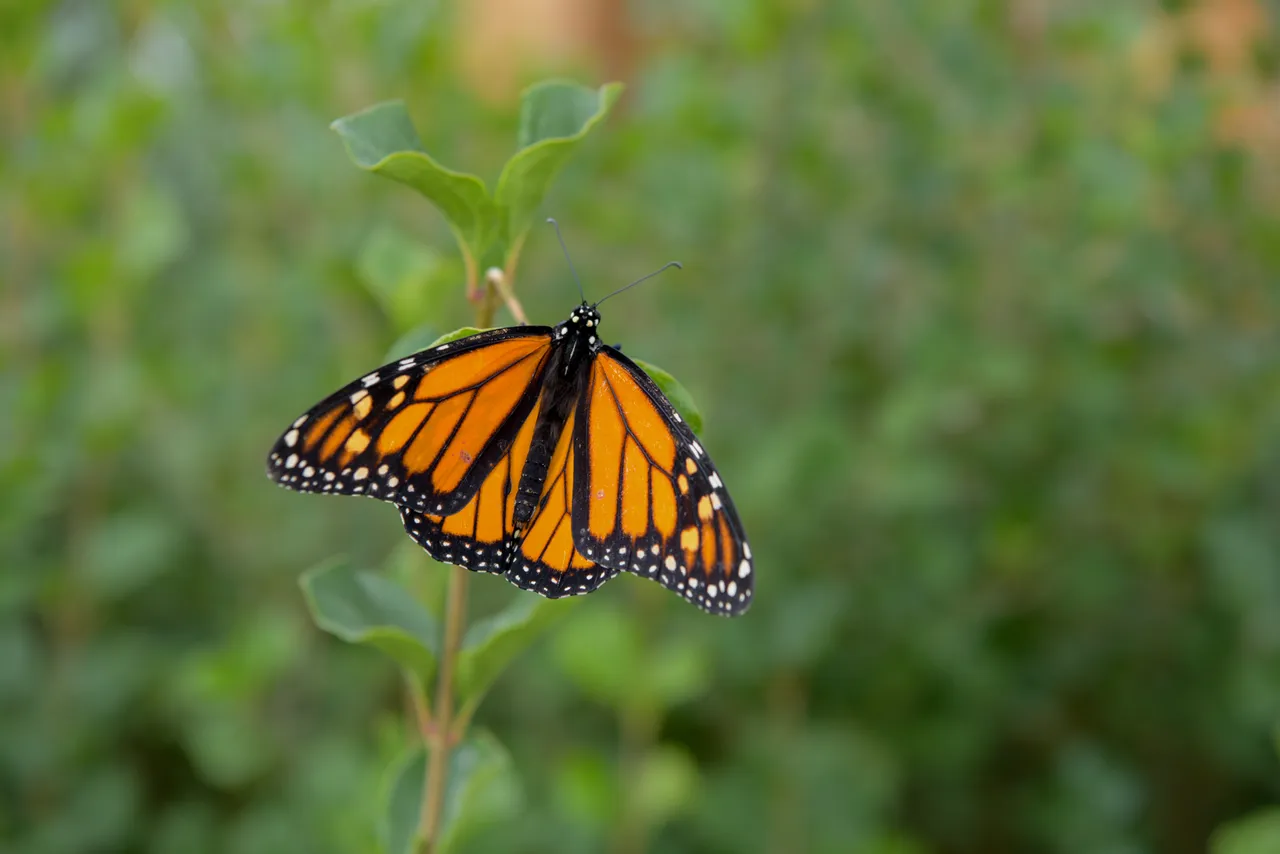 MikeBryantPhotography-butterfly-1-3.jpg