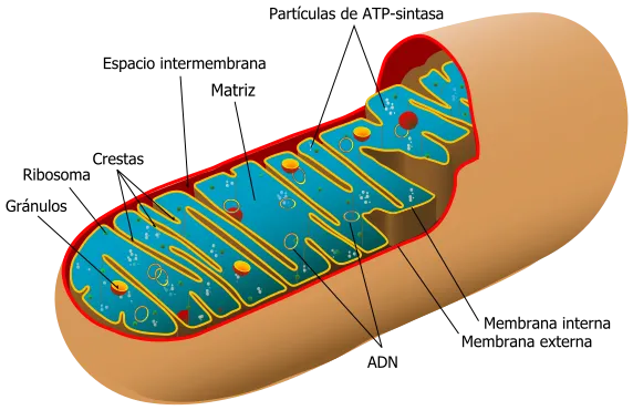 Animal_mitochondrion_diagram_es_svg.png