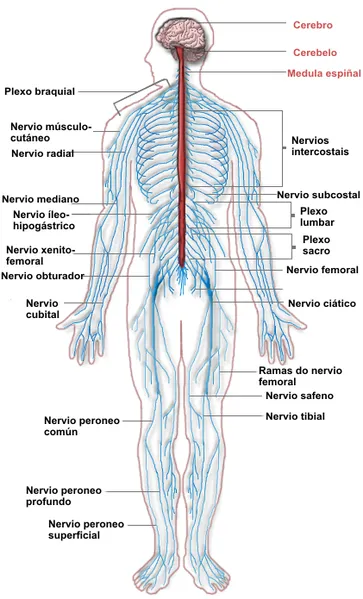 363px-Nervous_system_diagram-1-_gal.png