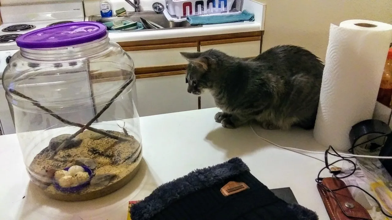 thumbnail_20191226_164748_2_resized.jpg