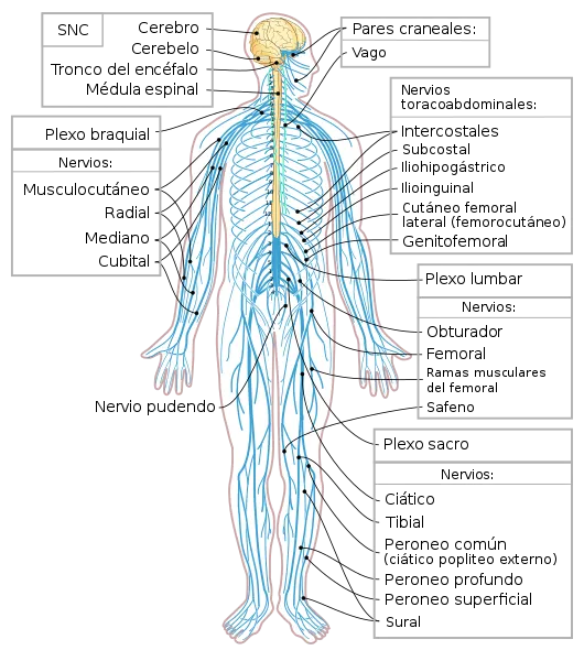 530px-Nervous_system_diagram-es_svg.png