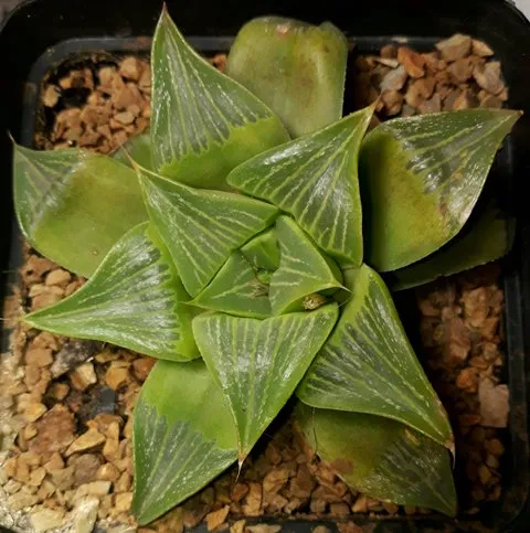 Haworthia retusa var geraldii.jpg