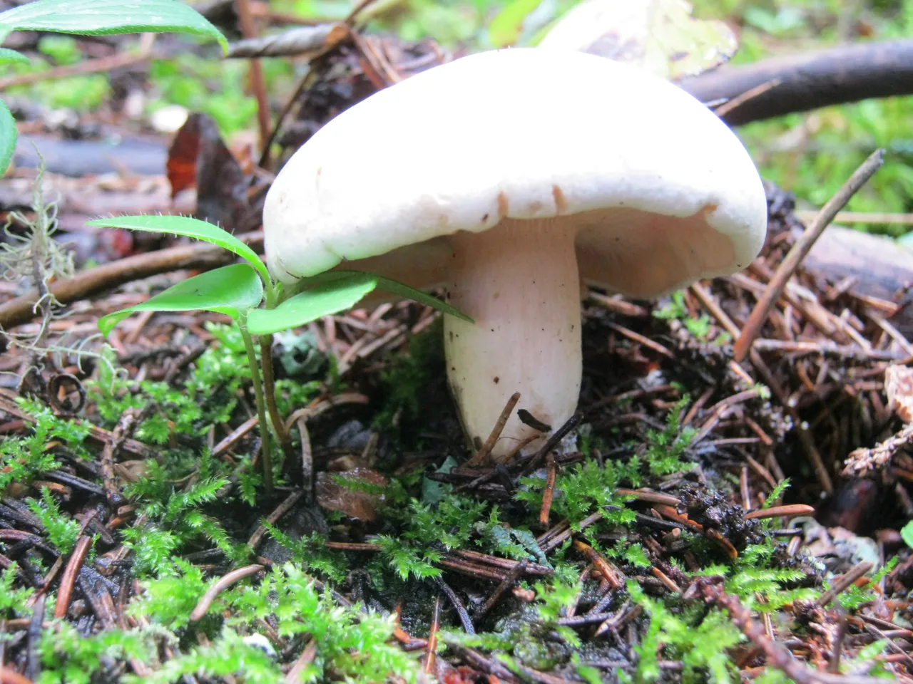 white mushroom im moss good.JPG