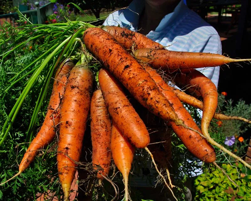 Daucus-Carota-Ssp-Sativus-New-Crop2.jpg