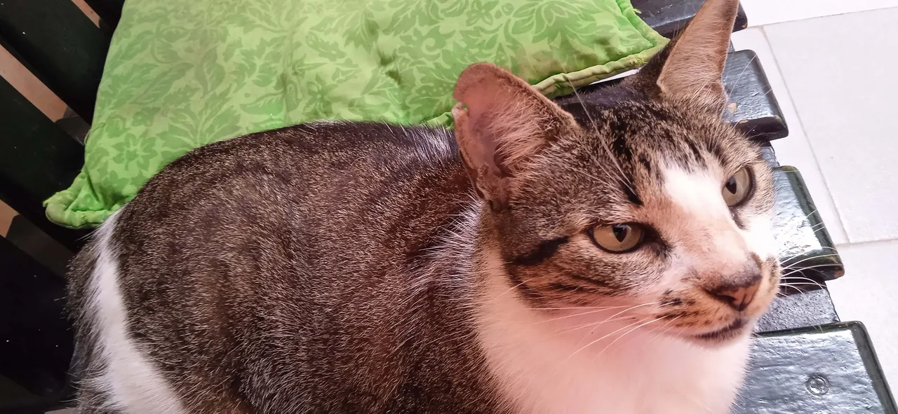 Gris Grisa Gata HivePets (23).jpg
