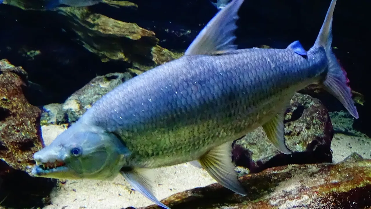 goliath tigerfish Hydrocynus_goliath Cedricguppy - Loury Cédric 4.0.JPG