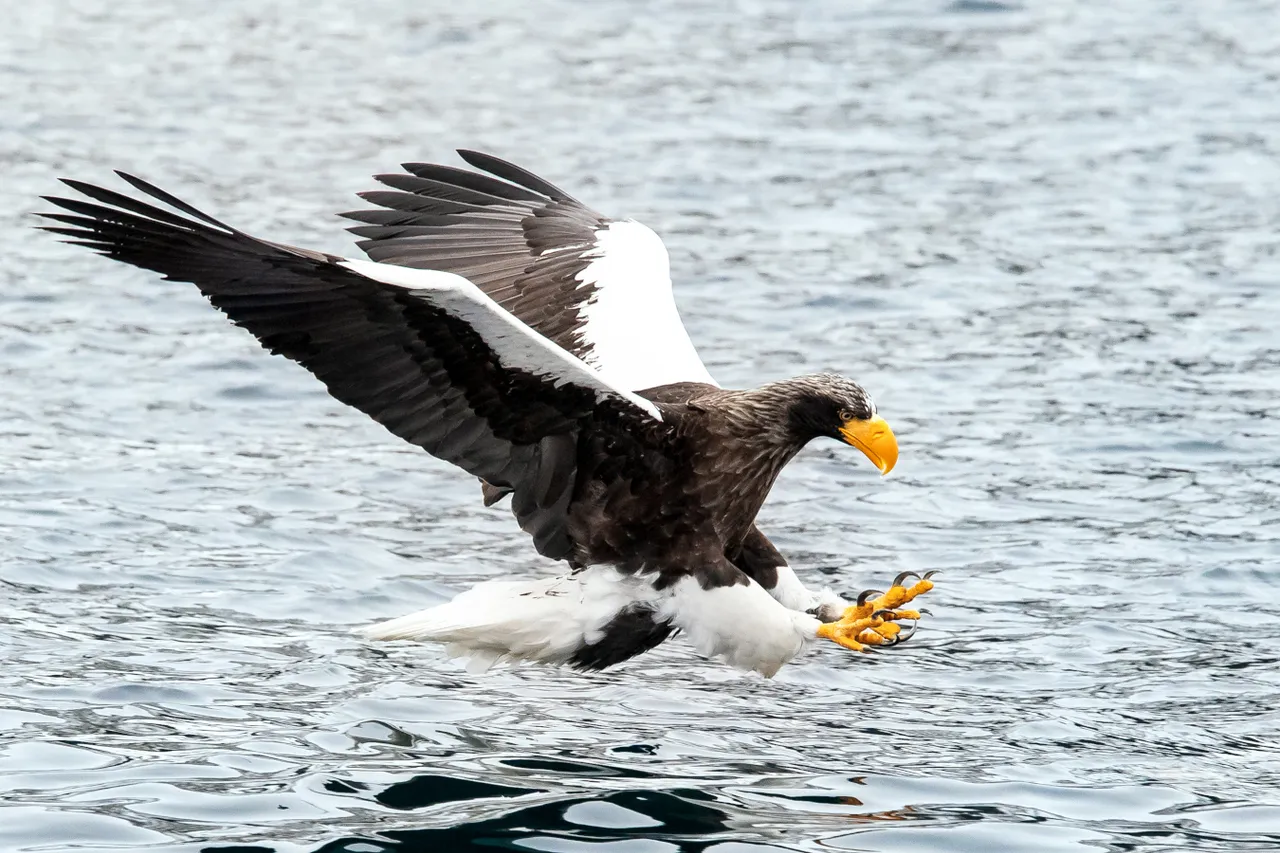 Steller's sea eagle adult fishing Julie Edgley 4.0.jpg