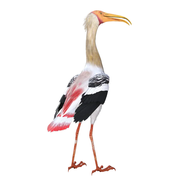 bird-3937631_960_720.png