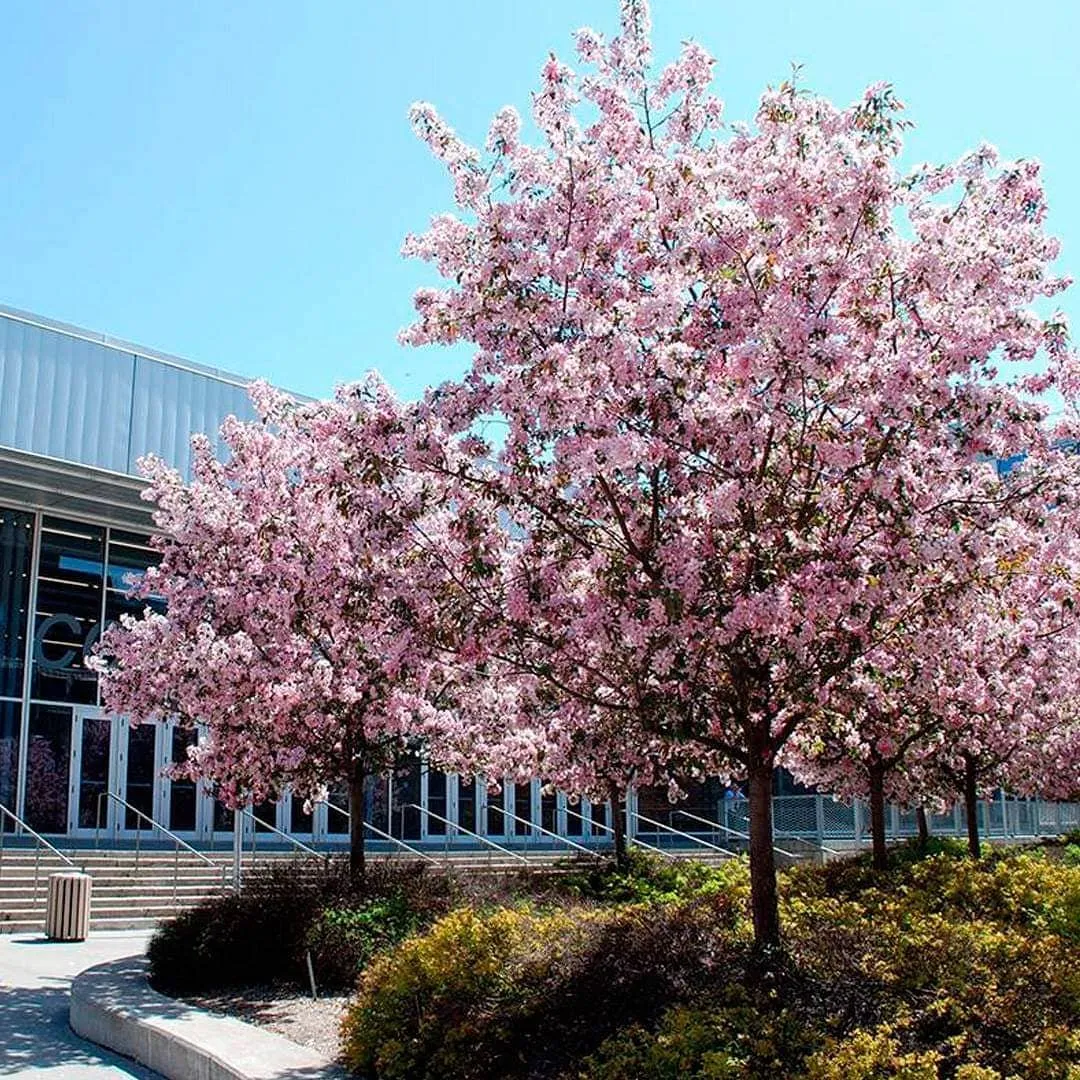 Se acerca la temporada de flores de cerezo.jpg