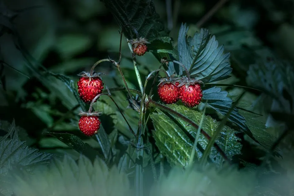 strawberries-6834750_960_720.jpg
