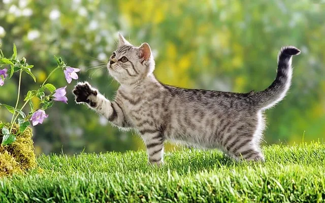 cat-g3043a31c7_640.jpg