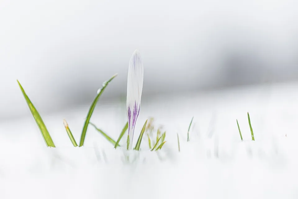flower-7108886_960_720.jpg