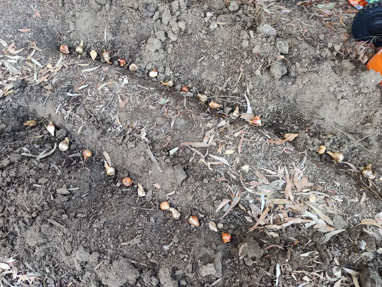 Bulbs in, and mulch some more... .jpg