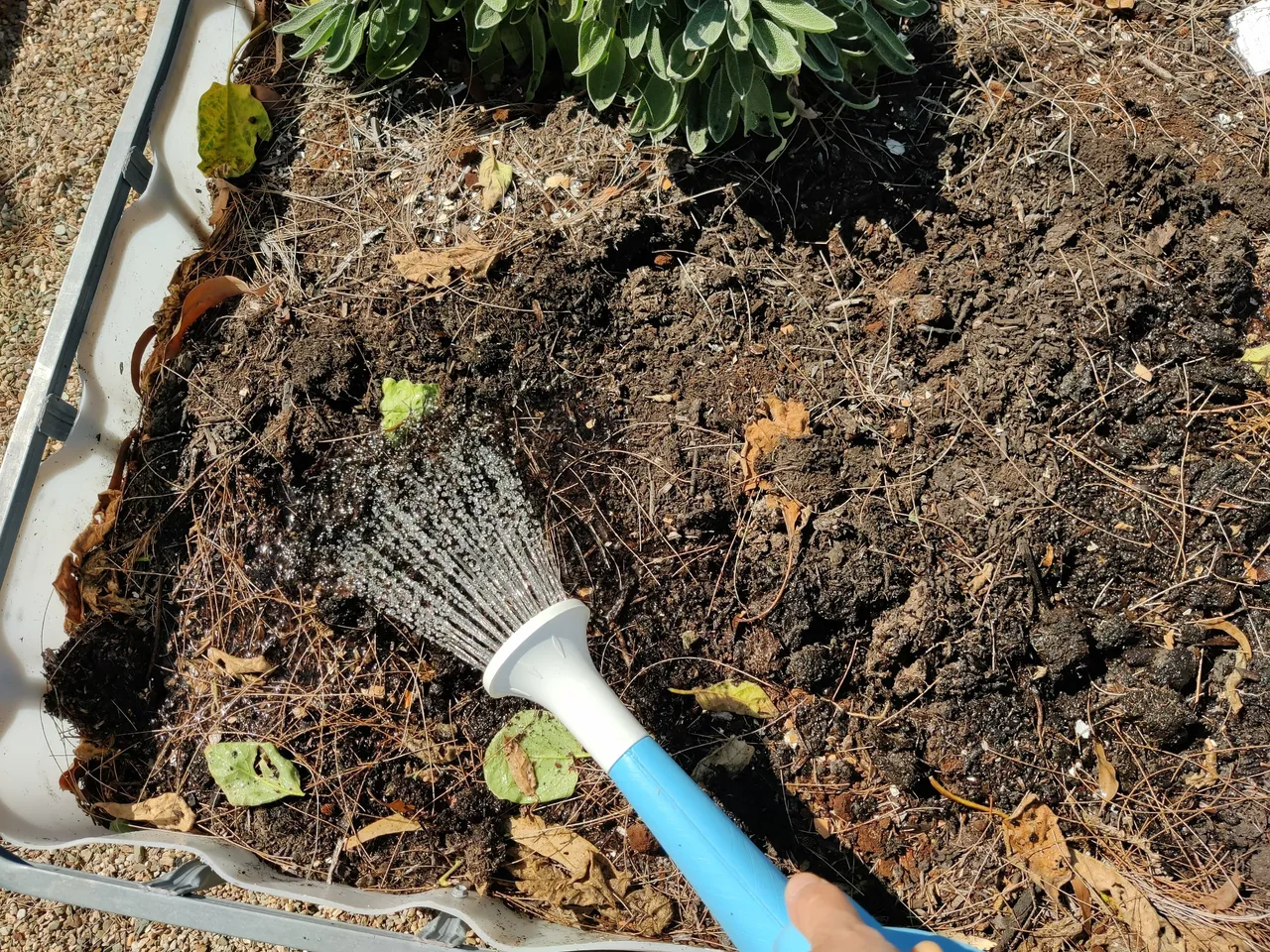 Getting the seeds in!.jpg