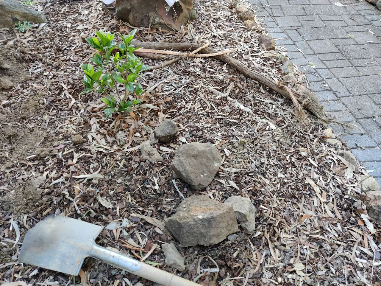Bulbs in, and mulch some more... .jpg
